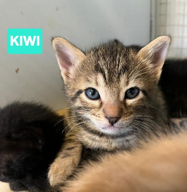 Angioletti in adozione Foto 5